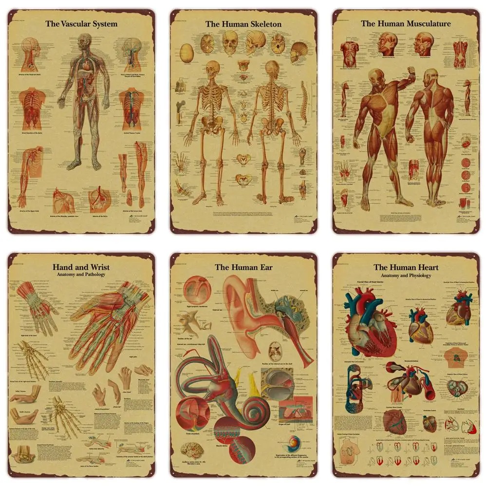 Badminton Poster - Anatomia i fizjologia Struktura ciała, plakat