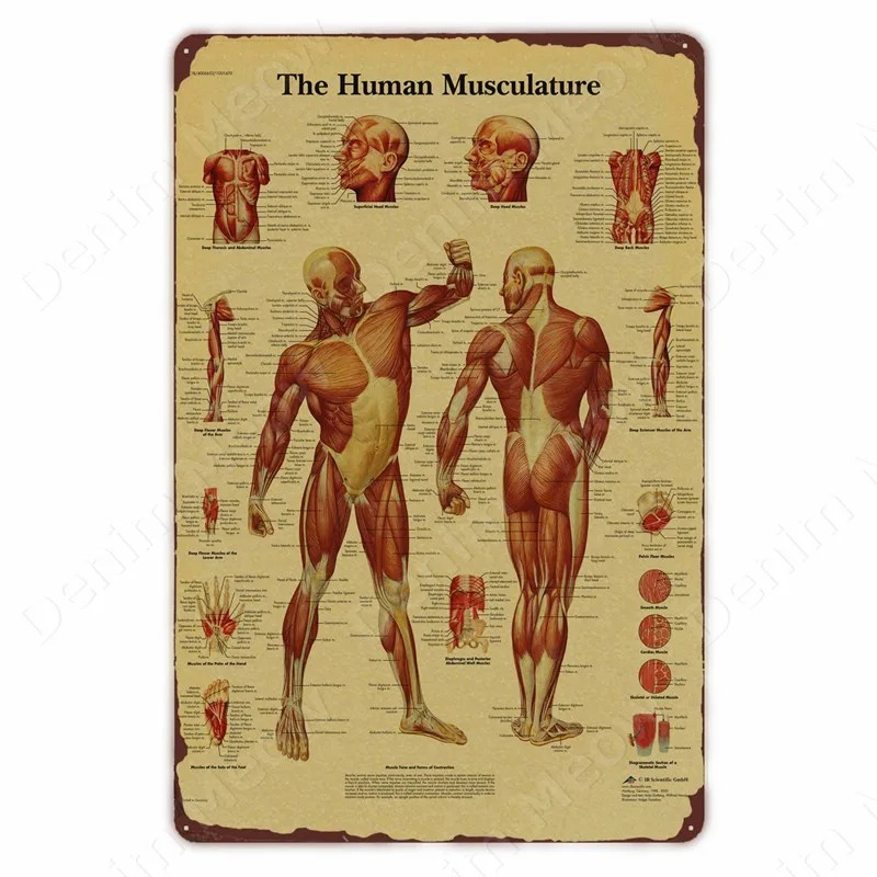 Anatomia i fizjologia Struktur – Badminton Poster recenzja i cena