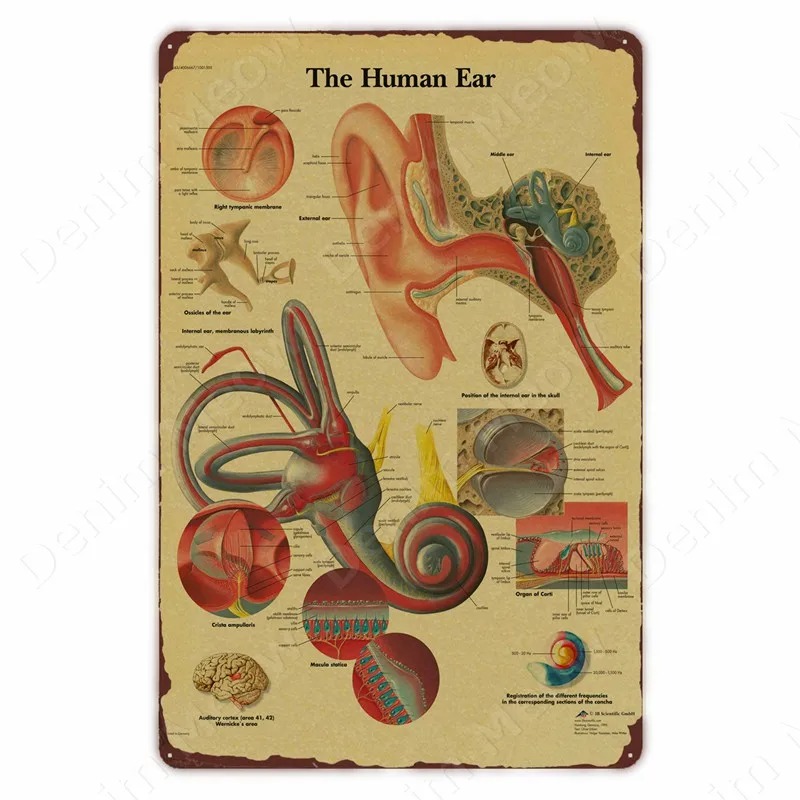 Anatomia i fizjologia Struktur – Badminton Poster recenzja i cena