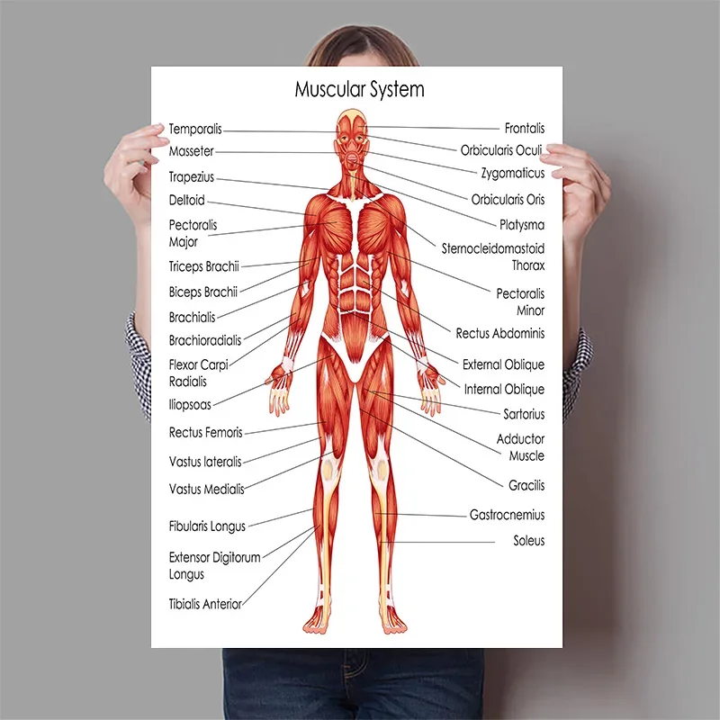 Narządy ludzkie Mózg Wątróbka  – Badminton Poster recenzja i cena